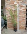 Bambus czarny Black Pearl ~ 160 cm