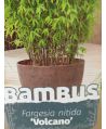Bambus Volcano/Fargesia nitida 'Volcano’ ~ 110 cm