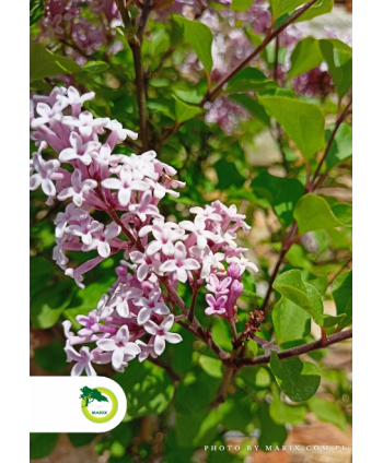 Lilak Meyera Palibin Forma...