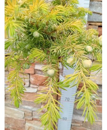 Jałowiec nadbrzeżny...