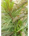 Sosna Schwerina 'Wiethorst'/Pinus ×schwerinii Wiethorst ~ 60 cm
