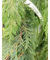 Cyprysik nutkajski 'Pendula'/Chamaecyparis nootkatensis ~ 130 cm