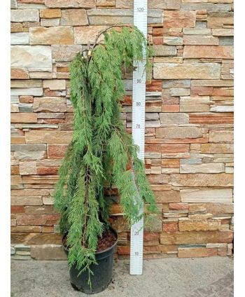 Cyprysik nutkajski...