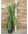 Cyprysik nutkajski 'Pendula'/Chamaecyparis nootkatensis ~ 130 cm