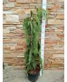 Cyprysik nutkajski 'Pendula'/Chamaecyparis nootkatensis ~ 130 cm
