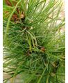 Sosna limba/Pinus cembra ~ 130 cm