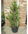 Sosna limba/Pinus cembra ~ 130 cm