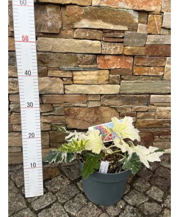 Akant miękki - odmiana biała