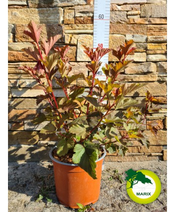 Pęcherznica kalinolistna...