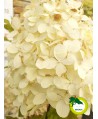 Hortensja bukietowa 'Vanille Fraise'