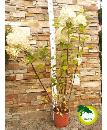 Hortensja bukietowa...