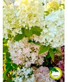 Hortensja bukietowa 'Vanille Fraise'