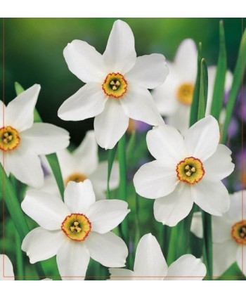 Narcyz wonny Recurvus – cebula