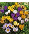 Krokus – cebula mix 5 kolorów