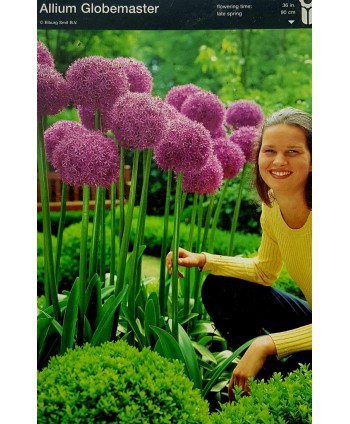 Czosnek ozdobny – cebula