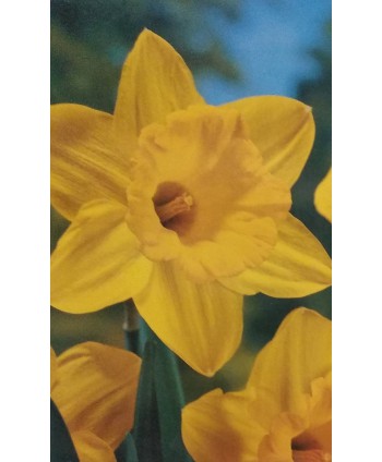 Żonkil "Gigantic Star" –...