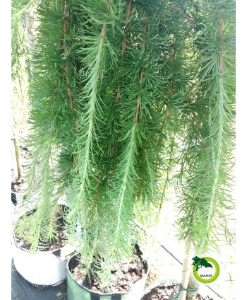 Modrzew japoński Stiff Weeper