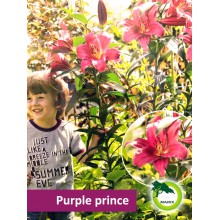 Lilia drzewiasta - Purple prince