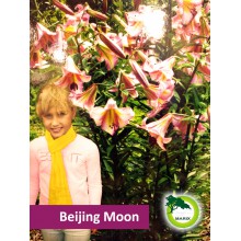 Lilia drzewiasta - Beijing Moon