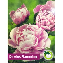 Piwonia ogrodowa - Dr Alex Flamming