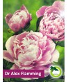 Piwonia ogrodowa - Dr Alex Flamming