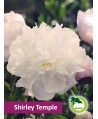 Piwonia ogrodowa - Shirley Temple