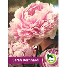 Piwonia ogrodowa - Sarah Bernhardi