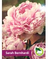 Piwonia ogrodowa - Sarah Bernhardi