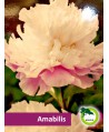 Piwonia ogrodowa - Amabilis