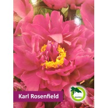 Piwonia ogrodowa - Karl Rosenfield