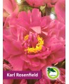 Piwonia ogrodowa - Karl Rosenfield
