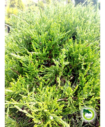 Juniperus pf. Mint Julep