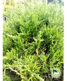 Juniperus pf. Mint Julep