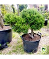 Juniperus pf. Mint Julep