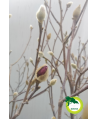 Magnolia soulangeana Genie C10