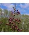 Magnolia soulangeana Genie C10