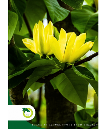 Magnolia brooklińska Yellow Bird