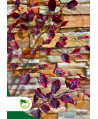 Buk pospolity "Purpurea Tricolor" ~100cm
