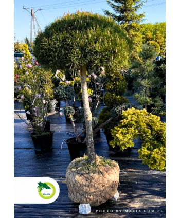 Bonsai - Pinus Nigra ~150 cm