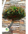 Pinus nigra - bonsai