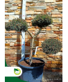 Pinus nigra - bonsai