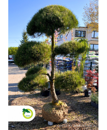 Bonsai - Pinus Nigra ~210 cm