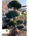 Bonsai - Pinus Nigra ~210 cm