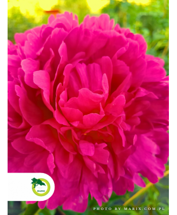 Peonia ogrodowa 'Big Ben'