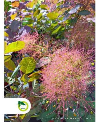 Perukowiec podolski 'Follis Purpureis' ~50-60cm