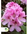 Rododendron 'Cheer'