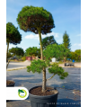 Bonsai - Pinus Nigra ~200 cm