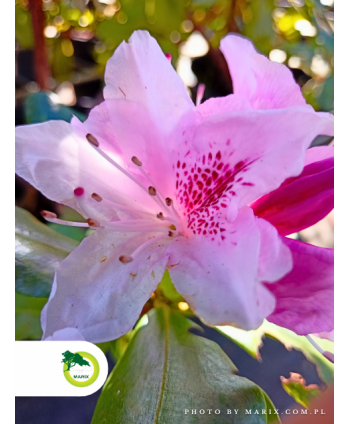 Rododendron 'Cheer'