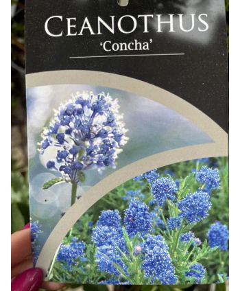 Prusznik "Concha"