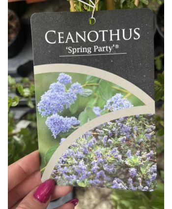 Prusznik "Spring Party"
